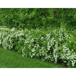 Idänvirpiangervo Spiraea chamaedryfolia - Viheraarni Hot