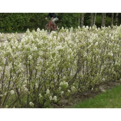 Isotuomipihlaja Amelanchier spicata aitataimi - Viheraarni New