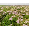 Viheraarni Keijuangervo Spiraea jap. Little Princess Best
