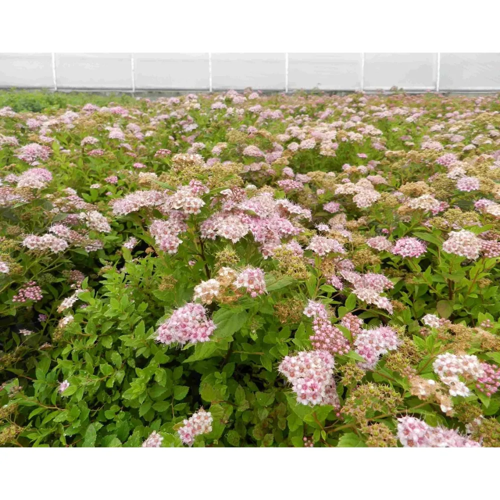 Viheraarni Keijuangervo Spiraea jap. Little Princess Best