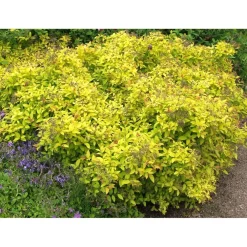 Keltakeijuangervo Spiraea jap. Golden Princess - Viheraarni Hot