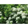 Koivuangervo Spiraea betulifolia - Viheraarni Discount