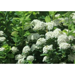 Koivuangervo Spiraea betulifolia - Viheraarni Discount
