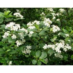 Viheraarni Koristearonia Aronia x prunifolia aitataimi