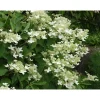 Viheraarni Kuutamohortensia Hudrangea paniculata Praecox New