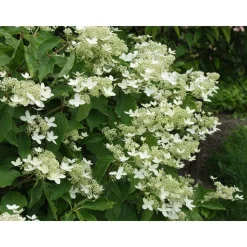 Viheraarni Kuutamohortensia Hudrangea paniculata Praecox New