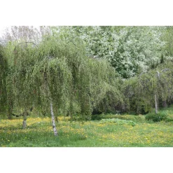 Viheraarni Kyynelkoivu Betula pendula Youngii 150 New