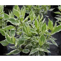 Laikkukirjokanukka Cornus alba Argenteomarginata Elegantissima - Viheraarni Clearance