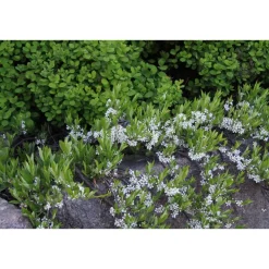 Viheraarni Lamohietakirsikka Prunus pumila var. Depressa Clearance