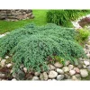 Viheraarni Lamosinikataja Juniperus sq. Blue Carpet 30-40 Hot