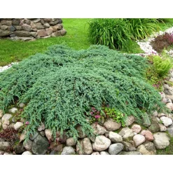 Viheraarni Lamosinikataja Juniperus sq. Blue Carpet 30-40 Hot