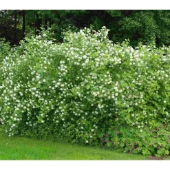 Viheraarni Lännenheisiangervo Physocarpus opulifolius Best