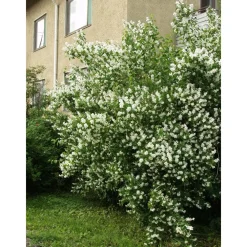 Loistojasmike Philadelphus lewisii Tähtisilmä - Viheraarni Discount