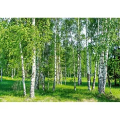 Tapetit.fi Maisematapetti Dimex Birch Grow, 375x250cm New