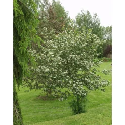 Viheraarni Marja-aroniapuu Aronia Viking 150-200 Outlet