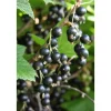Mustaherukka Ribes nigrum Öjebyn - Viheraarni New