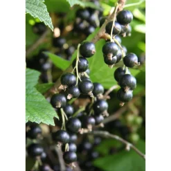 Mustaherukka Ribes nigrum Öjebyn - Viheraarni New