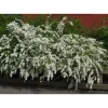 Norjanangervo Spiraea Grefsheim - Viheraarni Discount