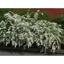 Norjanangervo Spiraea Grefsheim - Viheraarni Discount