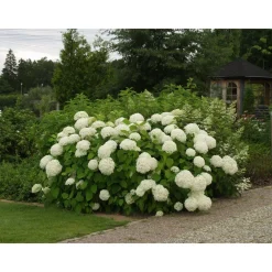 Pallohortensia Hydrangea arborescens Annabelle - Viheraarni Outlet