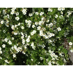 Pensashanhikki Dasiphora fr. Abbotswood - Viheraarni Discount