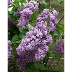 Pihasyreeni Syringa vulgaris - Viheraarni Online