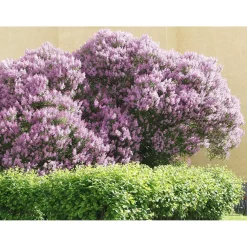 Viheraarni Puistosyreeni Syringa x henryi Outlet