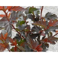 Viheraarni Purppuraheisiangervo Physocarpus opulifolius Diabolo Sale