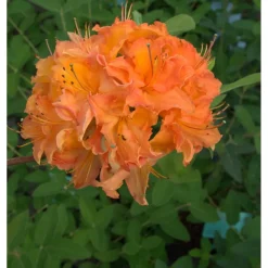 Revontuliatsalea Rhododendron Mandarin Lights 30-40 - Viheraarni Clearance