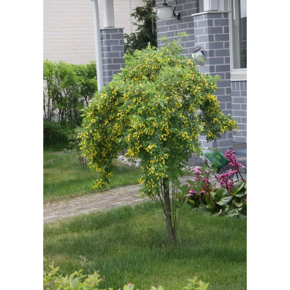 Riippahernepuu Caragana arborescens Pendula 120 - Viheraarni Online
