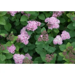 Rinneangervo Spiraea densiflora - Viheraarni