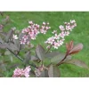 Rusotuomi Prunus Virginiana Schubert 150-200 - Viheraarni New