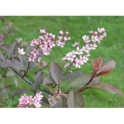 Rusotuomi Prunus Virginiana Schubert 150-200 - Viheraarni New