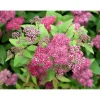 Viheraarni Ruusuangervo Spiraea jap. Froebelii Online