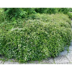 Viheraarni Seppelvarpu Stephanandra incisa Crispa Discount
