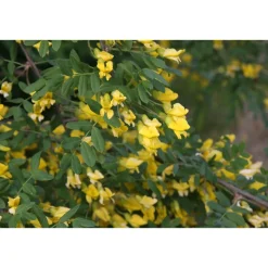 Siperianhernepensas Caragana arborescens - Viheraarni Outlet