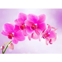 Artgeist Sisustustarra Thoughtfulness eri kokoja New