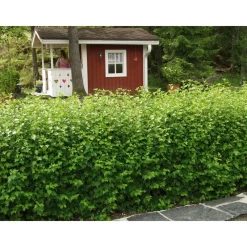 Viheraarni Taikinamarja Ribes alpinum Sale