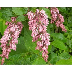 Viheraarni Tapaninsyreeni Syringa x henryi Online