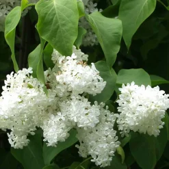 Valkoinen pihasyreeni Syringa vulgaris Alba - Viheraarni