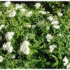 Valkoruusuangervo Spiraea jap. Albiflora - Viheraarni Discount